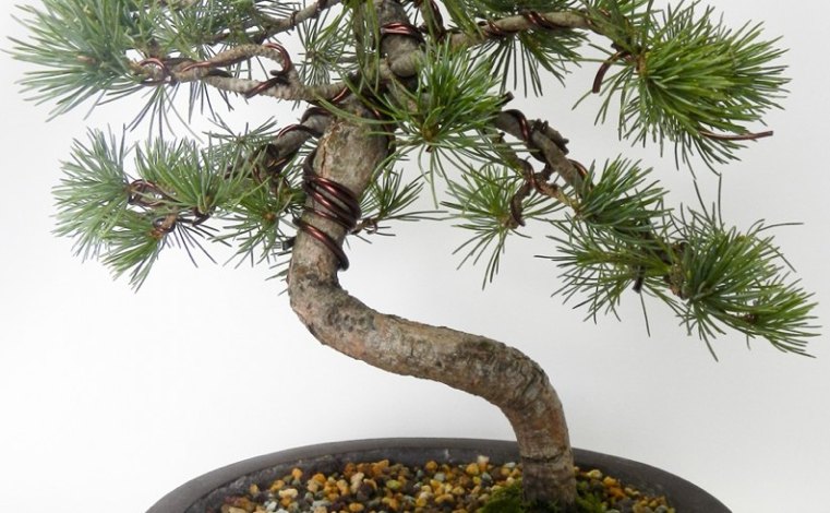 japonų bonsai su vario kabeliu