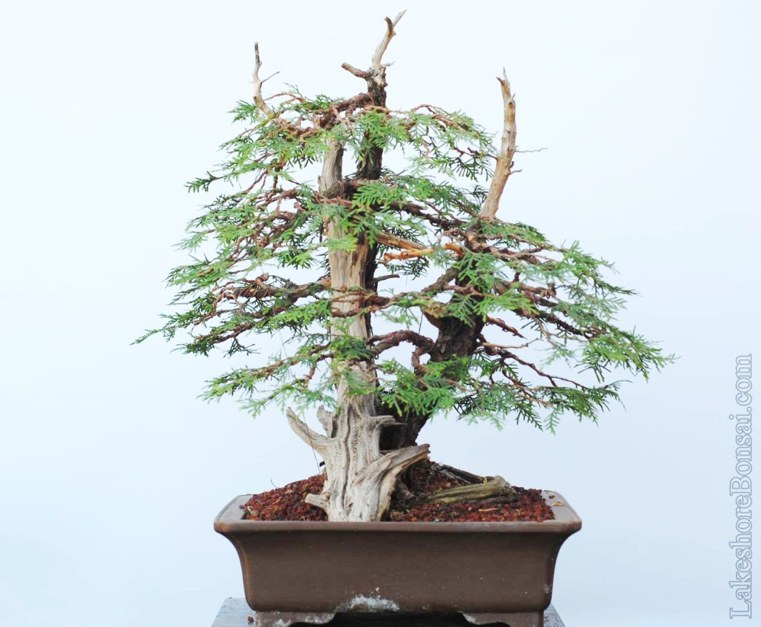 bonsai-puode-su kabeliu