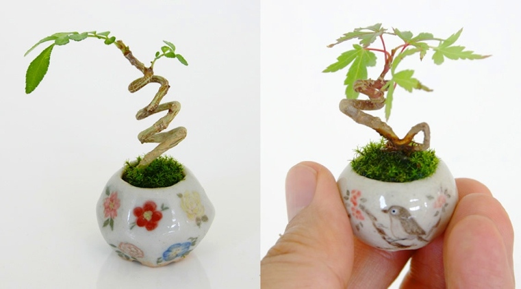 bonsai-japonų-mažas dydis