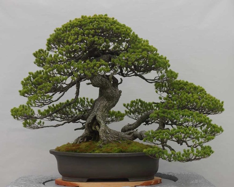 bonsai-japonų-spygliuočių medis