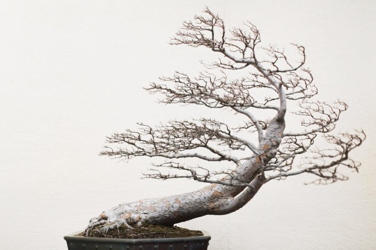 bonsai-japonų be lapų