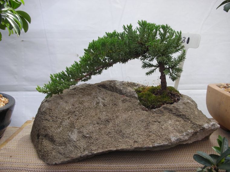 japonų bonsai roke