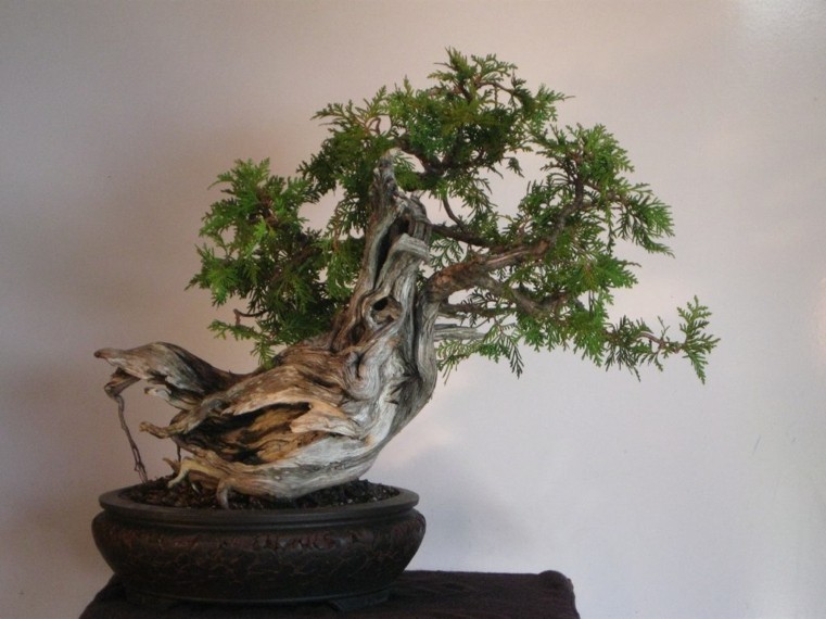 bonsai-japonas-su bagažine