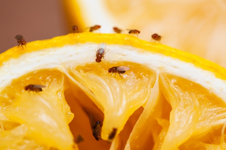 come sbarazzarsi dei moscerini agli spicchi di limone?