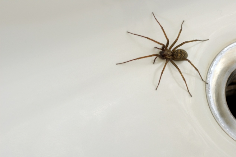 kako se riješiti mušica koje se bore protiv vlage