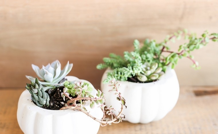 succulente-deco-idee-autunno-fai-da-te