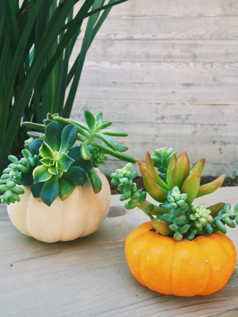 deco-succulente-interni-autunno