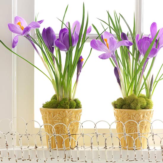 lila virágok asztaldísz tavasszal