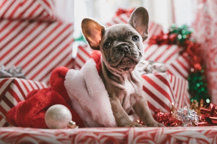 eredeti karácsonyi dekoráció 2019 és egy aranyos kutya