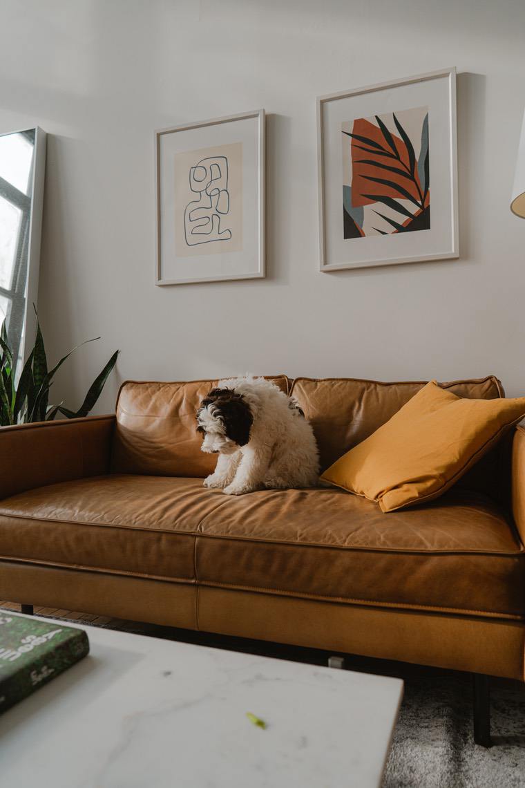 kožna sofa za pse i zidni dekor u dnevnoj sobi