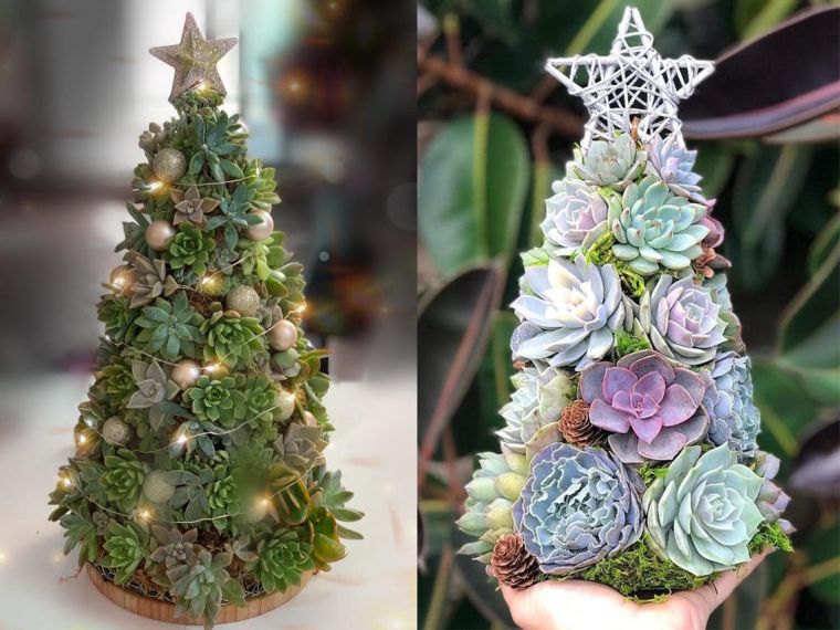 albero di natale succulento