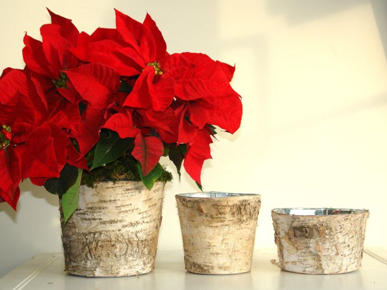 crveno-bijelo-vjenčanje-stolni ukrasi-božićna-biljka-božićna zvijezda-vaza