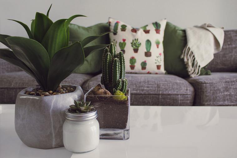 idea di pianta succulenta deco soggiorno