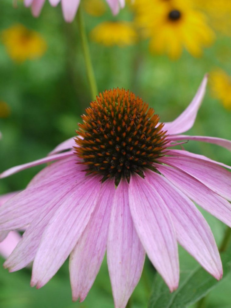 I fiori del giardino delle piante sistemano l'esterno decorano il giardino spaziale