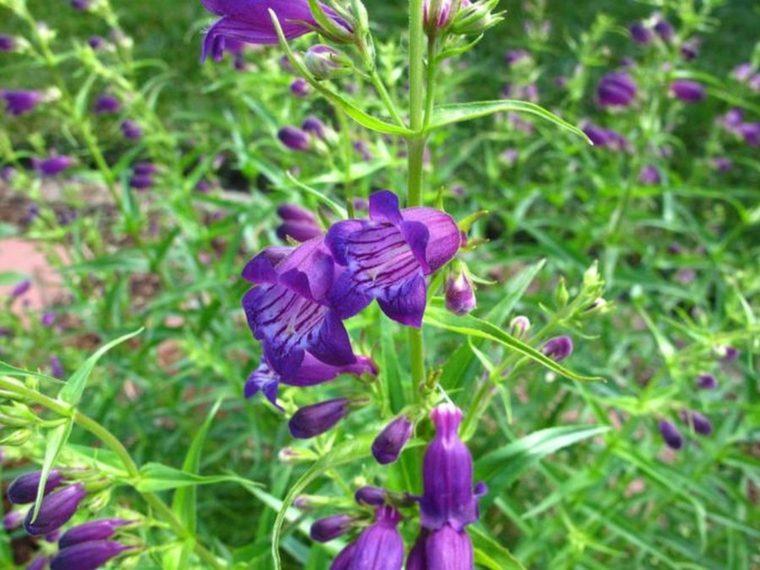 多年生植物の庭の花のアイデアの外観は空間を飾る