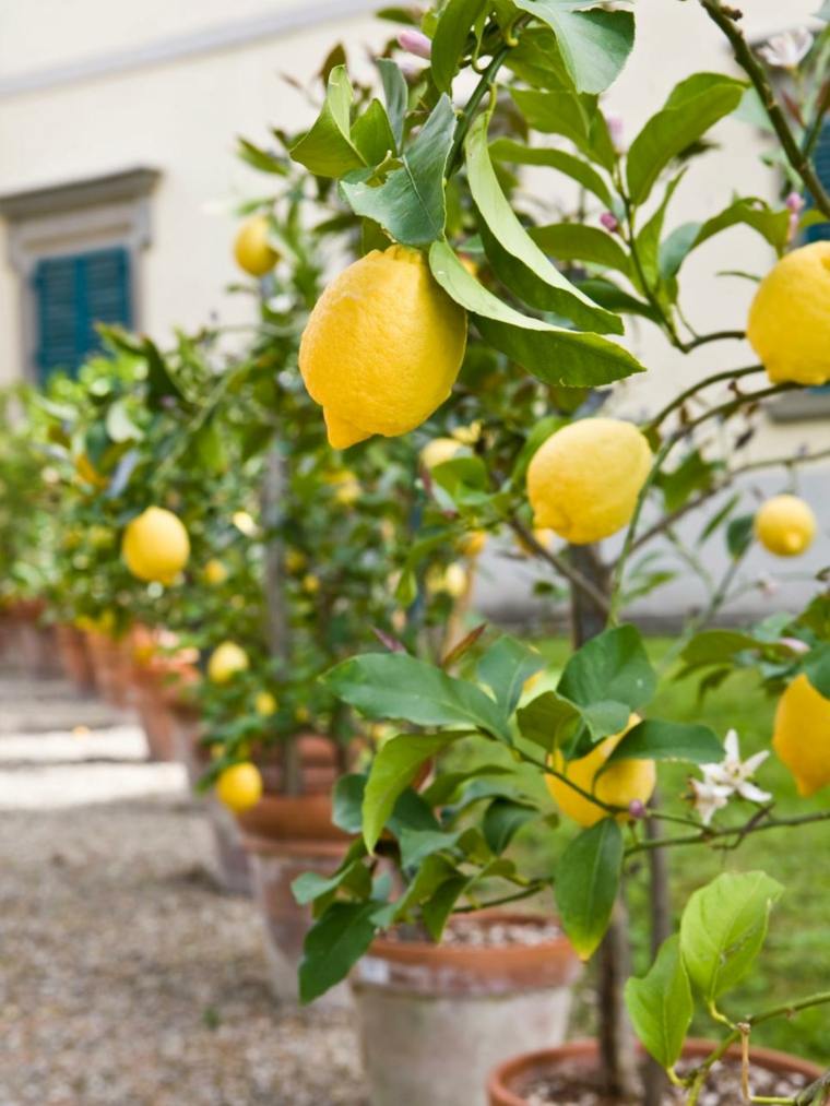 Decoratoon szabadtéri kert ötlet citrom edények