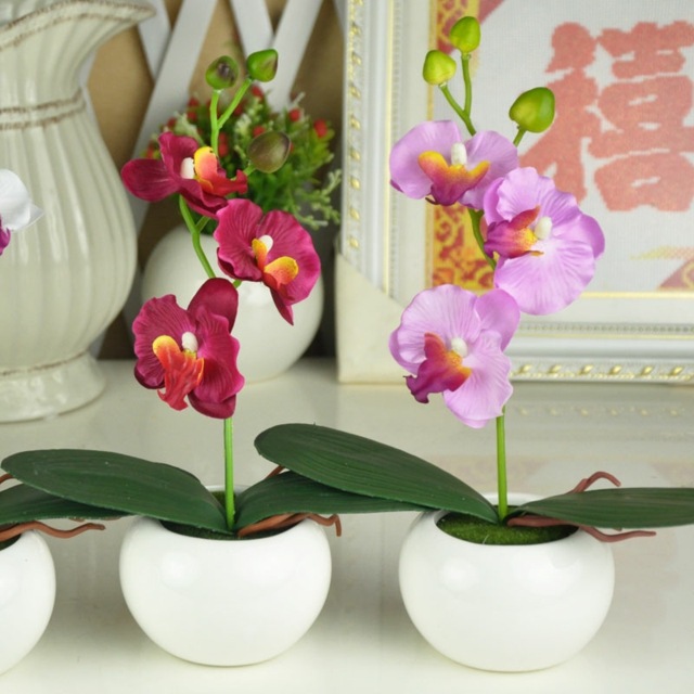 maža bonsai orchidėja