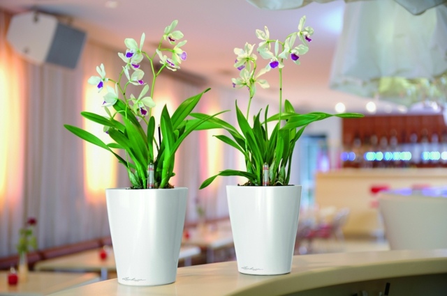 Valgomojo gėlių vazonai orchidėjos pigiai