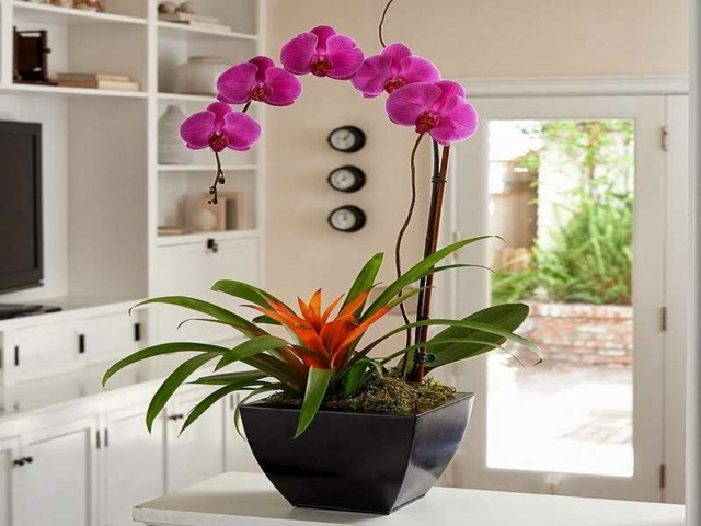 stalo deko idėja augalų rožinės orchidėjos baltos spintelės durys