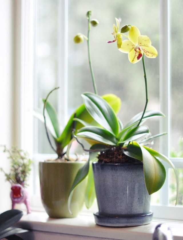 gėlių dekoravimas lango kraštas ideali vieta orchidėja