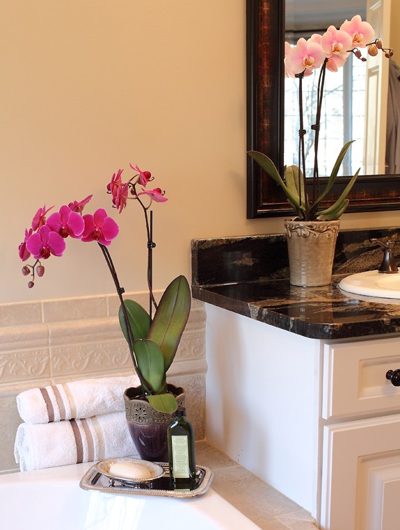 dvi orchidėjos vonioje