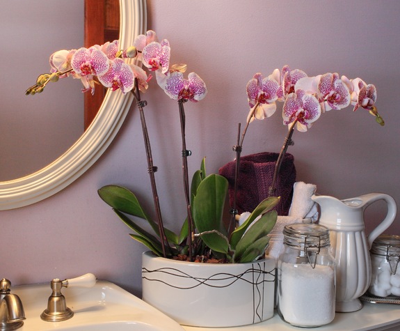 baltų orchidėjų rožinių taškų vonios kambarys