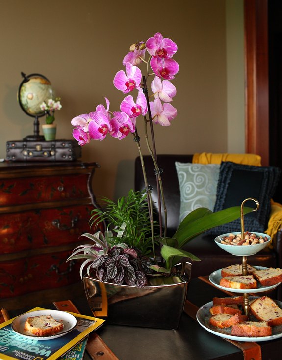 dekoratyvinė Alpių sodo orchidėja