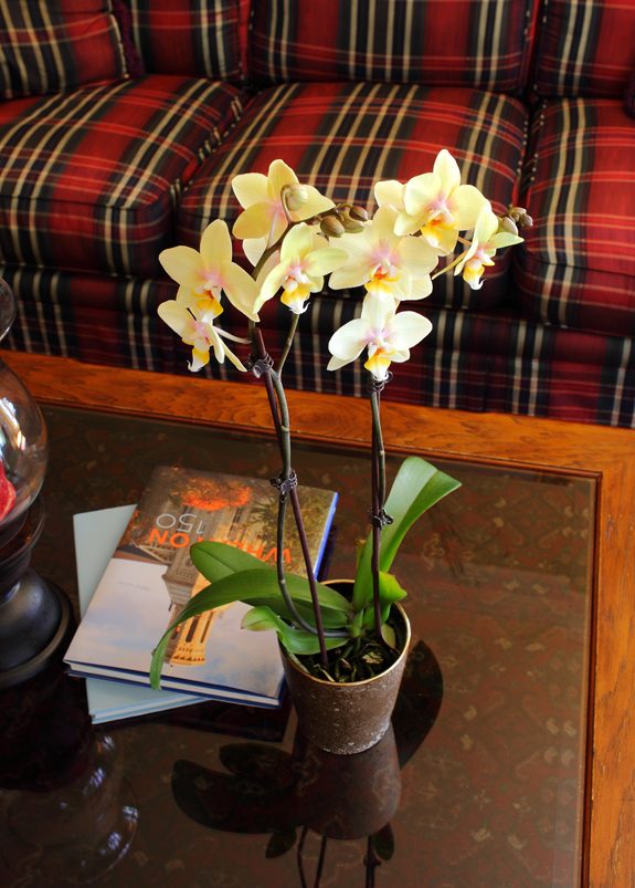 geltona orchidėjų paprasta svetainė