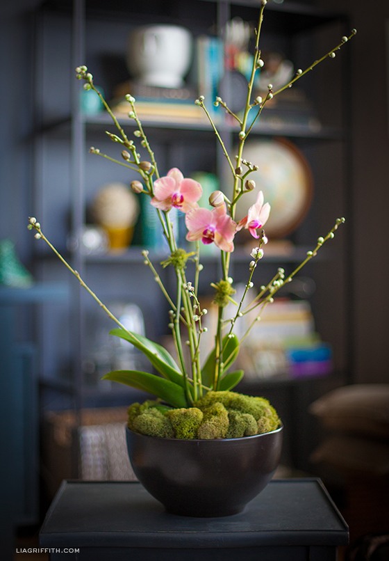 rožinė orchidėja pasodinta samanų žalia