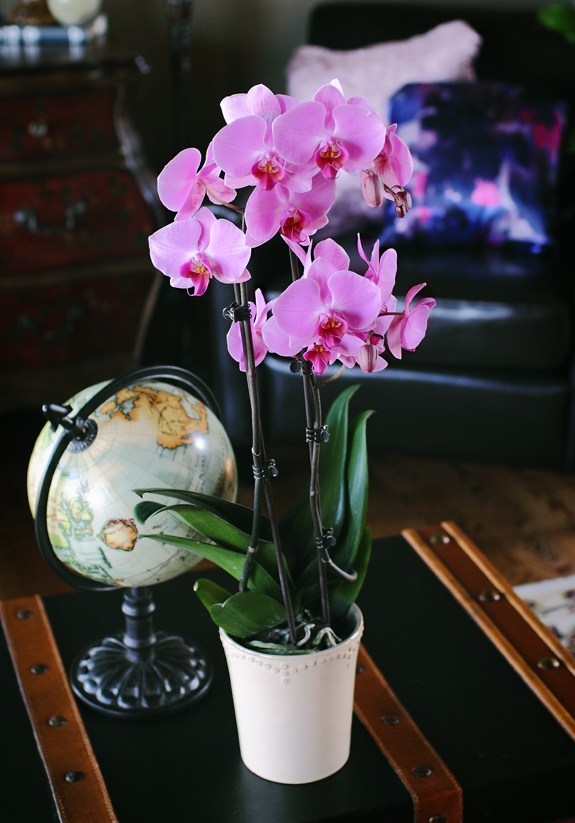 rožinė orchidėjų svetainė tamsi