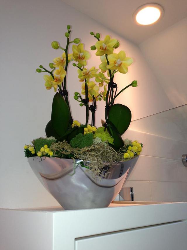„Phillip Project“ geltona orchidėja
