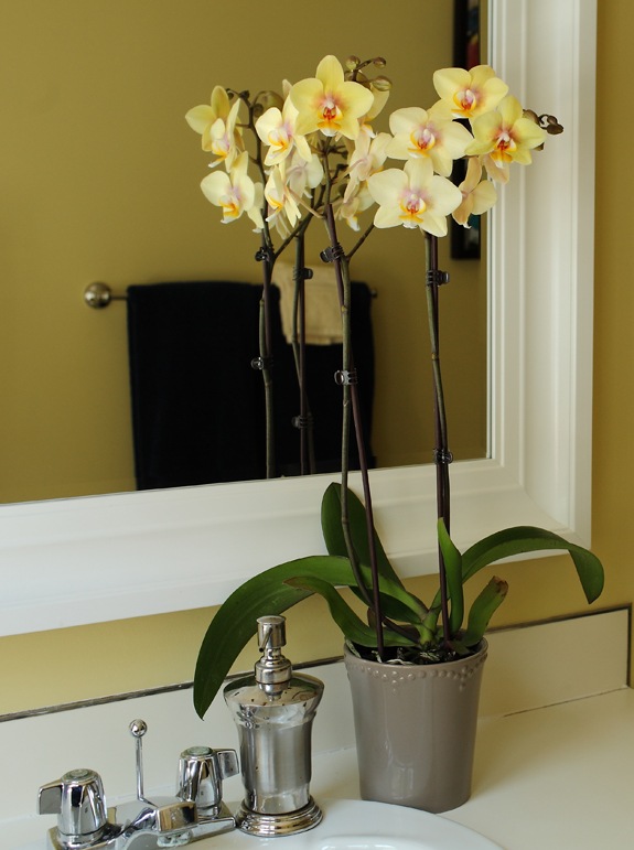 geltona vonios kambario apdaila geltona orchidėja
