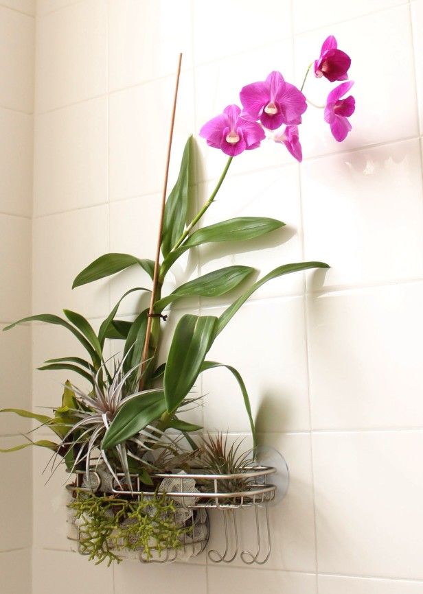 orchidėjų vonios kambarys nepriekaištinga gėlių puošmena