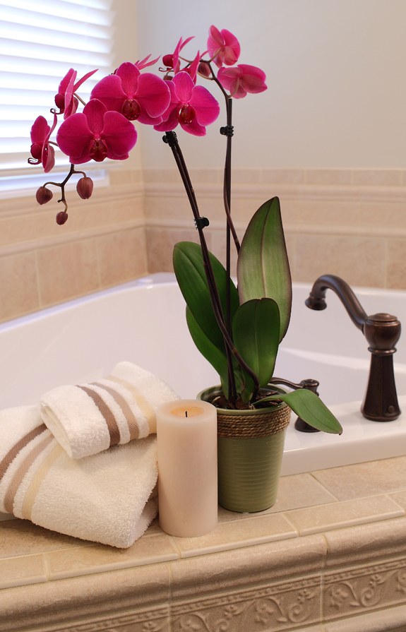tamsiai rožinės spalvos orchidėjų vonios kambarys