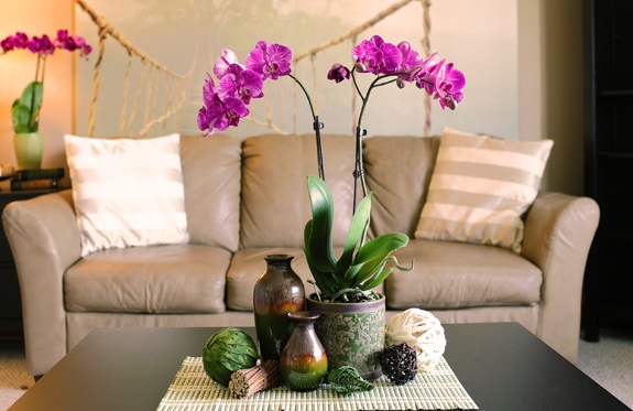 svetainės sofa smėlio spalvos orchidėja violetinė