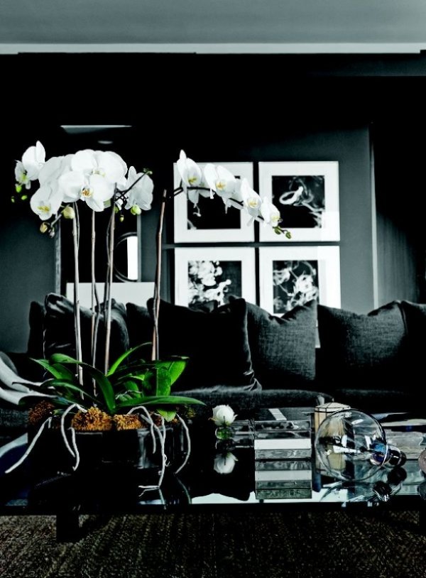 svetainės orchidėjų augalas harmonizuoja nustatytą priekinį dekorą