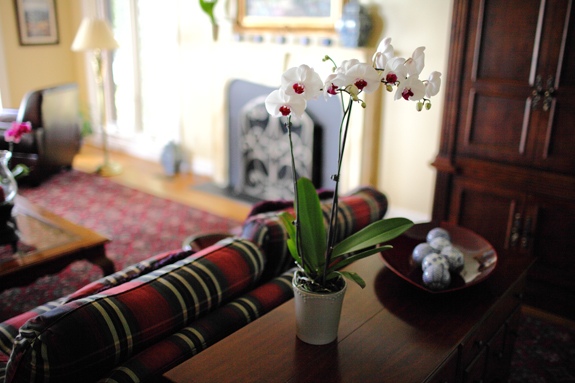 raudona svetainė, papuošta balta orchidėja