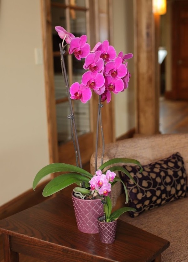 kavos staliuko dekoravimas didelės mažos orchidėjos