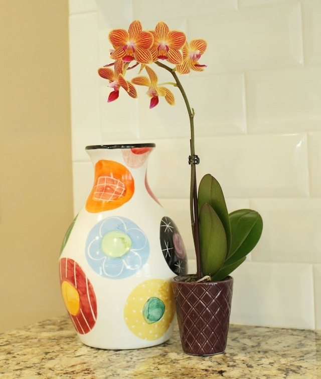 graži paprasta dekoracija oranžinė orchidėja