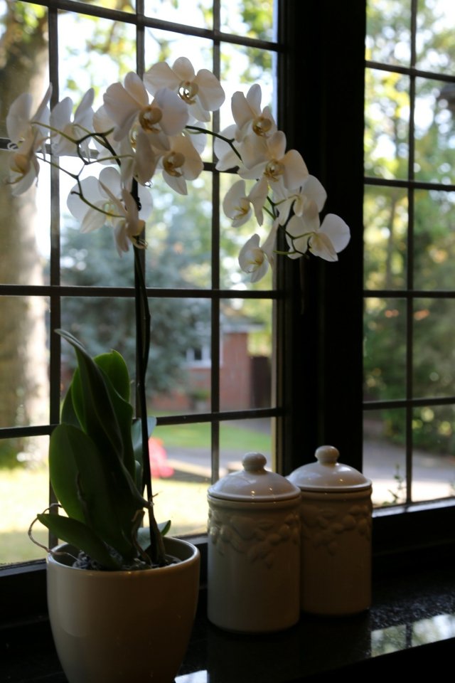 baltas orchidėjų dekoravimas paprastas langas