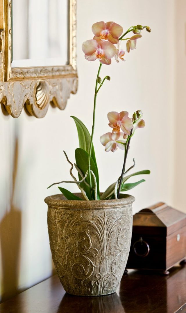 orchidėjų šampano spalvos elegantiškas gėlių vazonas