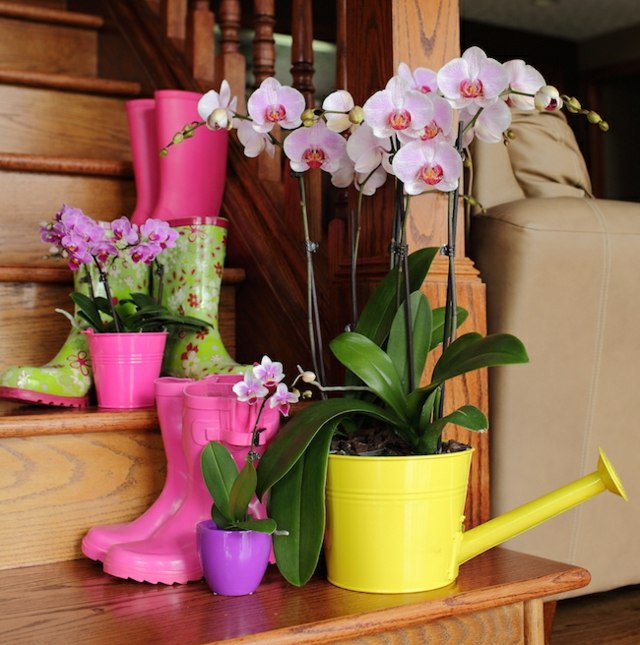 orchidėjų augalų laistymo skardinė