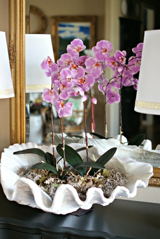 didelės pasodintos orchidėjos