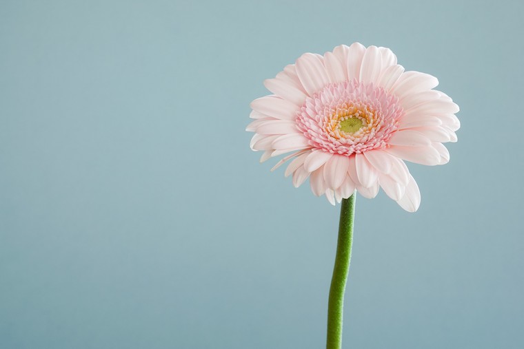 Decorazione pasquale con fiori primaverili idea deco per la tavola