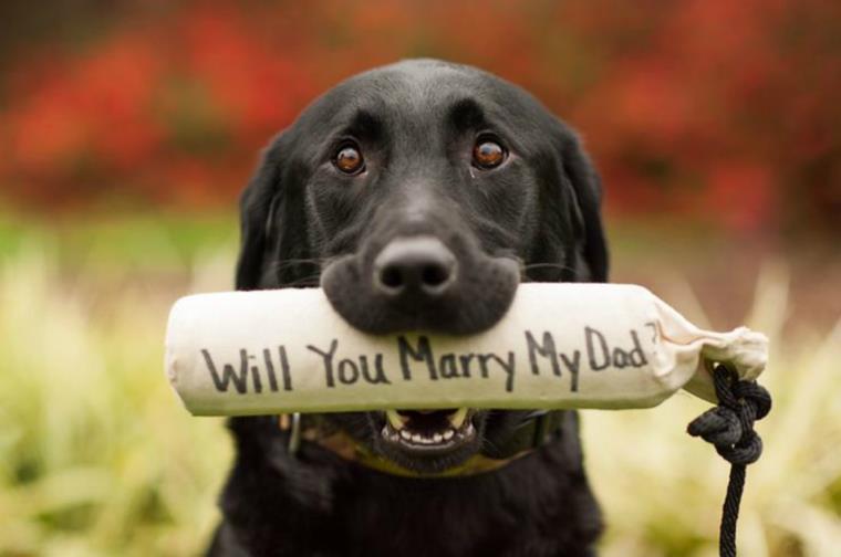 santuokos pasiūlymas-šuns padėjėjo registracija