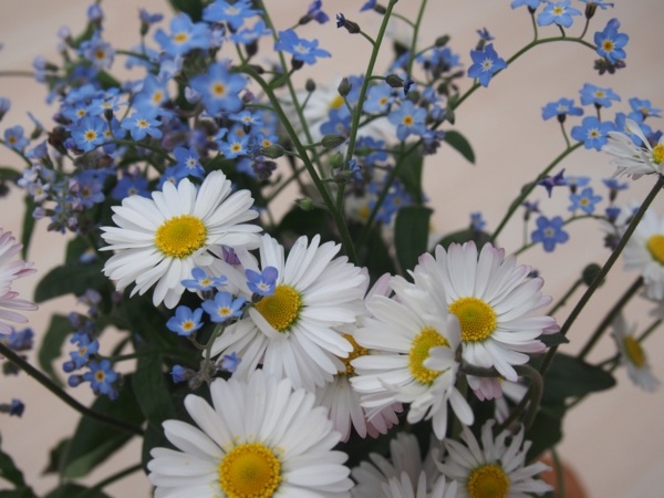 お祝いのエアブーケデイジー小さな青い花リトドラ