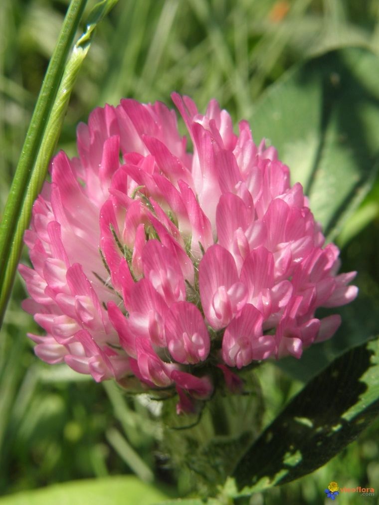 detox-3-days-red-clover-detoxifying-organism