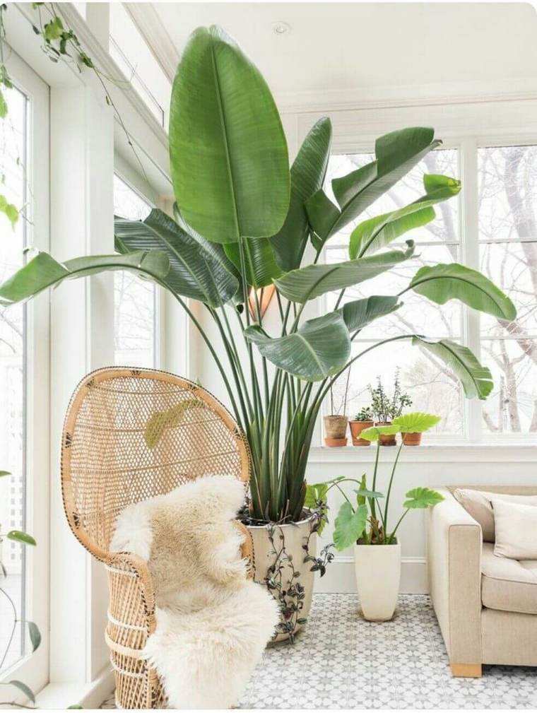 enorme soggiorno con piante verdi