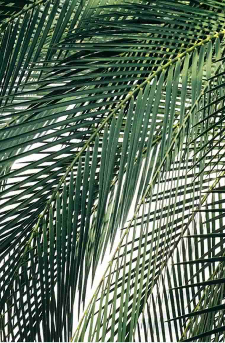 decorazioni per la casa di piante tropicali