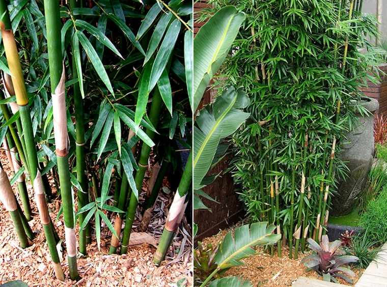 庭の生け垣植物庭屋外